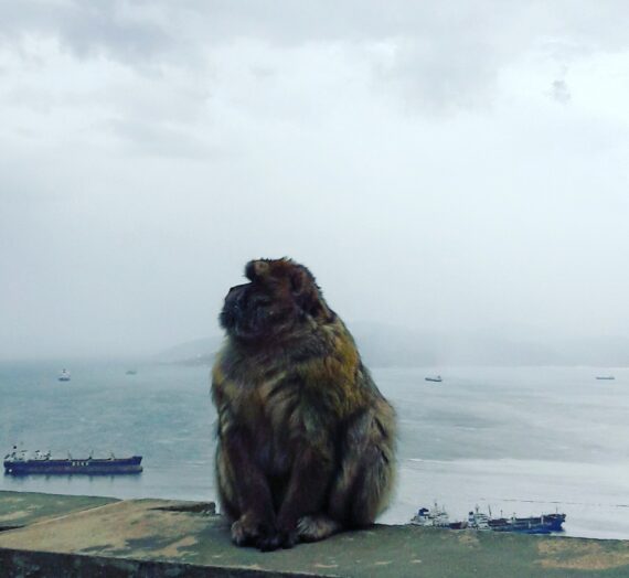 Gibraltar  |   Smart monkeys